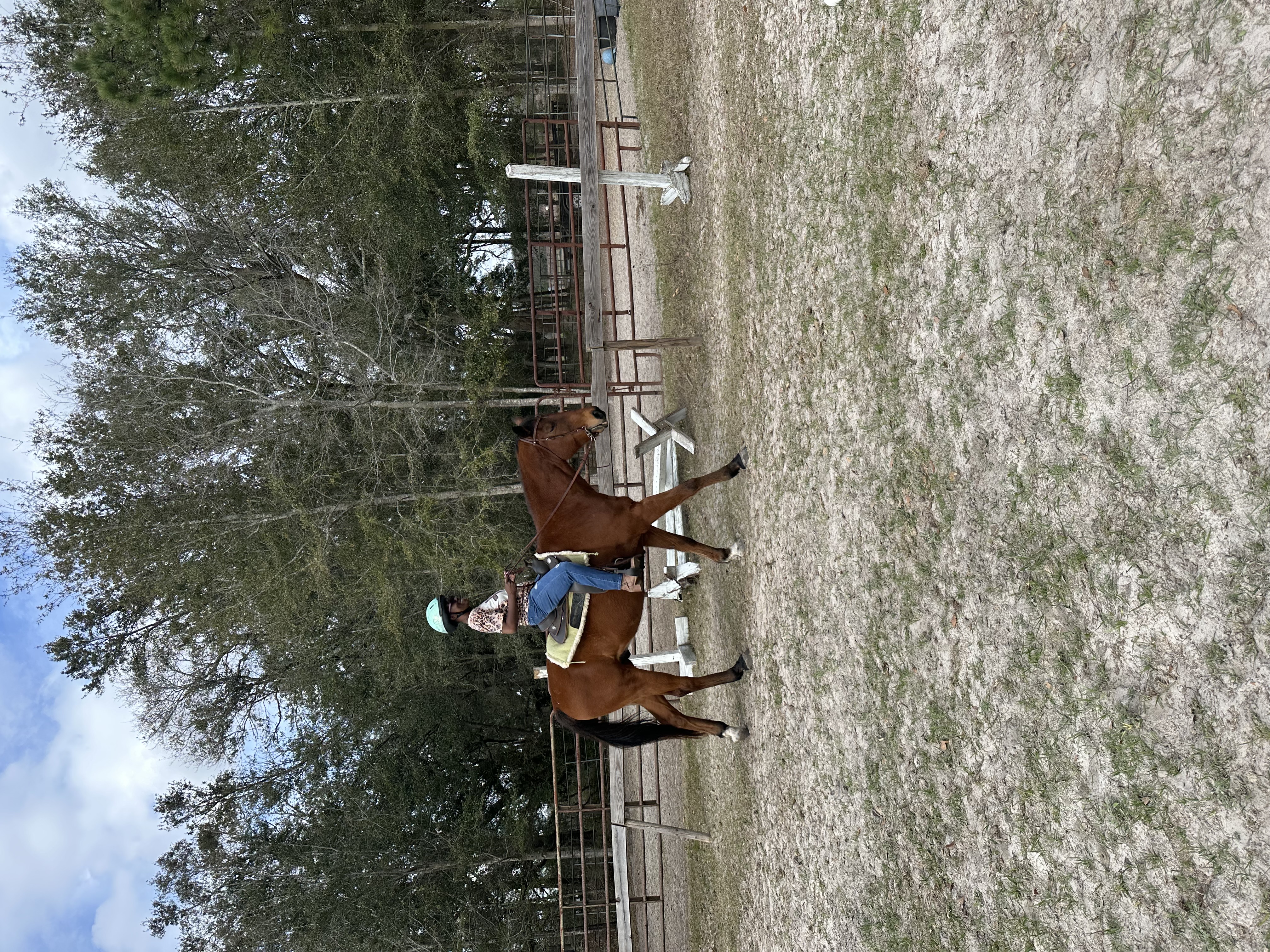 How to Ask for a Canter Depart: Tips for Beginner Riders