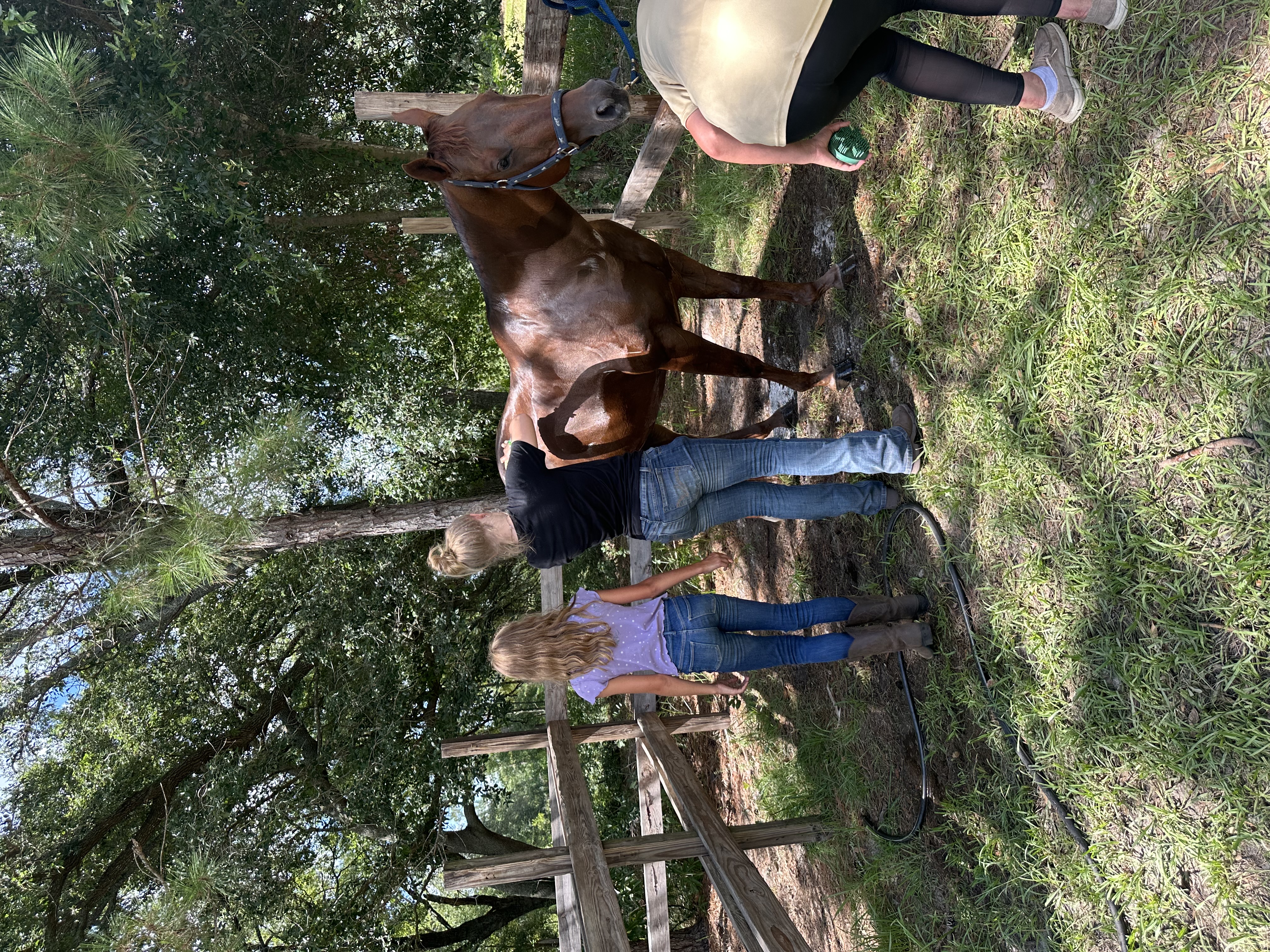 Horse Care 101: What Every New Equestrian Parent Should Know