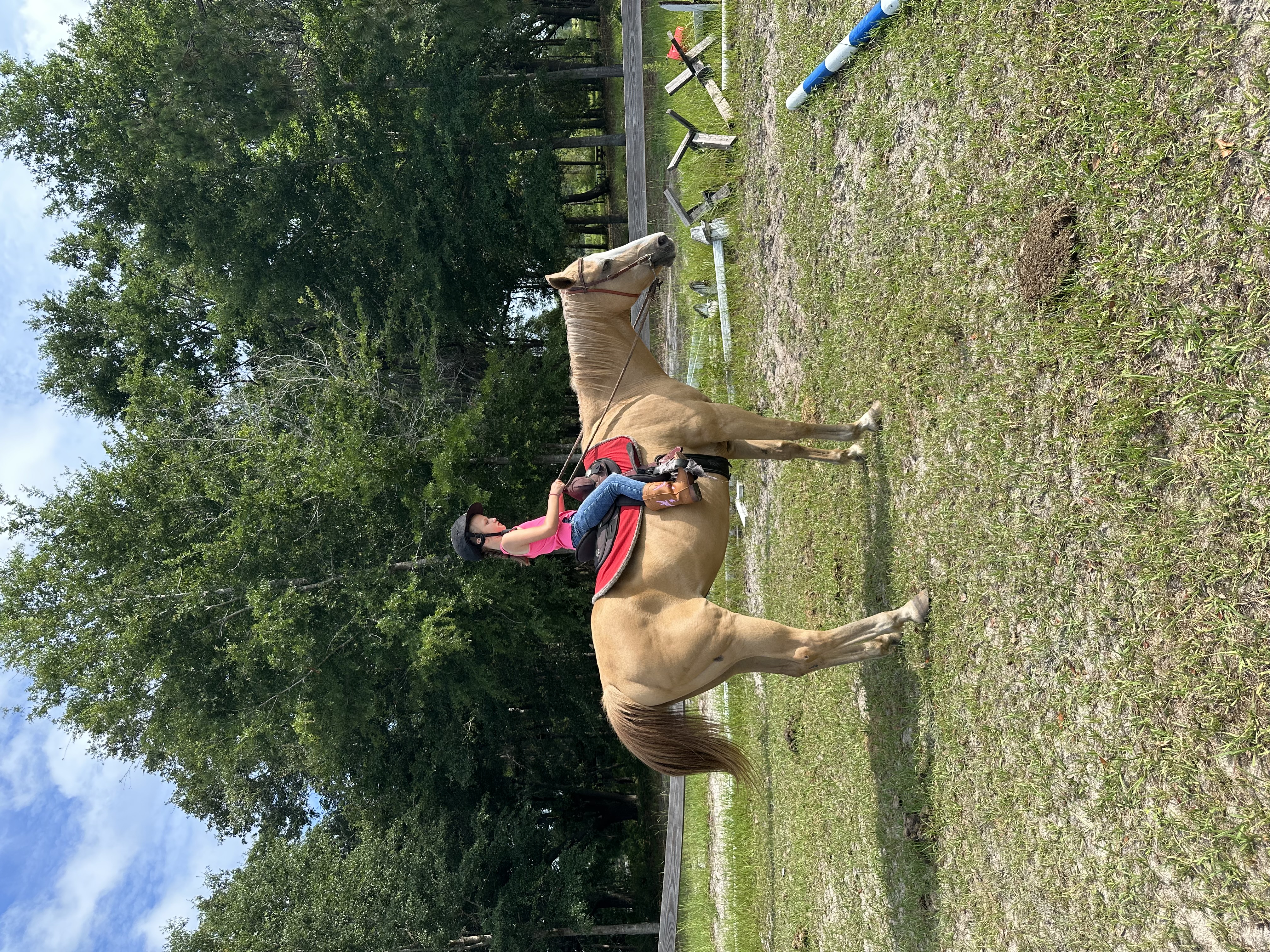 Complete Guide to Horseback Riding for Beginners (2026)